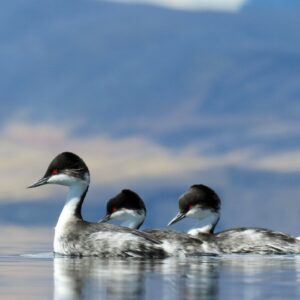 Birding in Machu Picchu